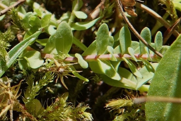 Hypericum anagalloides, C. Davidson 14106--ID. Valley Co. Cloochman Saddle Rd. 30 Aug 2020. DSC06646 (164).JPG