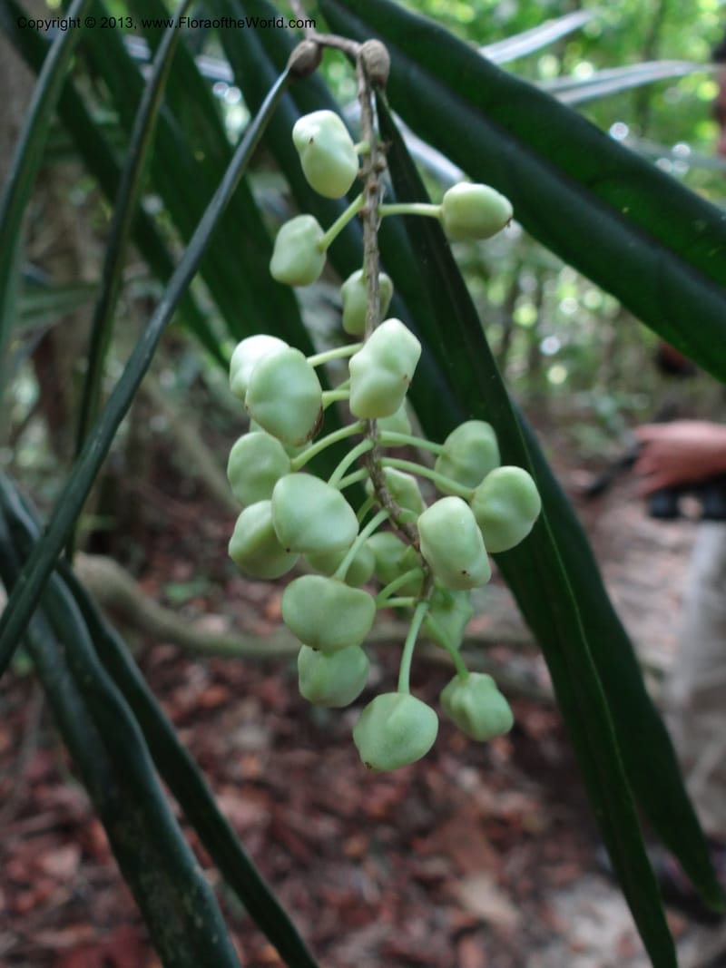 Galearia, SAN.153258--Malaysia, Sabah. Kebun Cina. 12 Apr 2012. DSC08373 (25).JPG