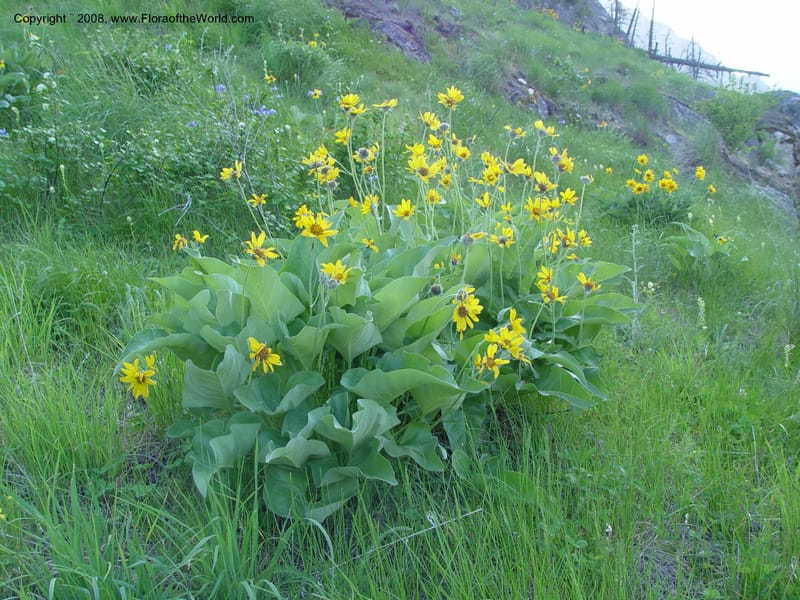 Balsamorhiza sagittata--ID. Idaho Co. Salmon R. Polly Bemis Ranch. 7 May 04. 125.jpg