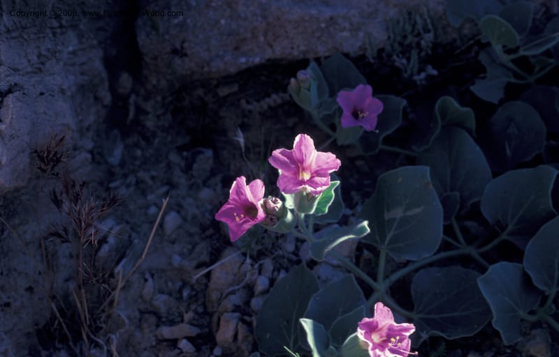 Mirabilis multiflora v pubescens, CDavidson8001--CA. Inyo Co. Panamint Mts., Johnson Can. 17 May 79. 002.jpg