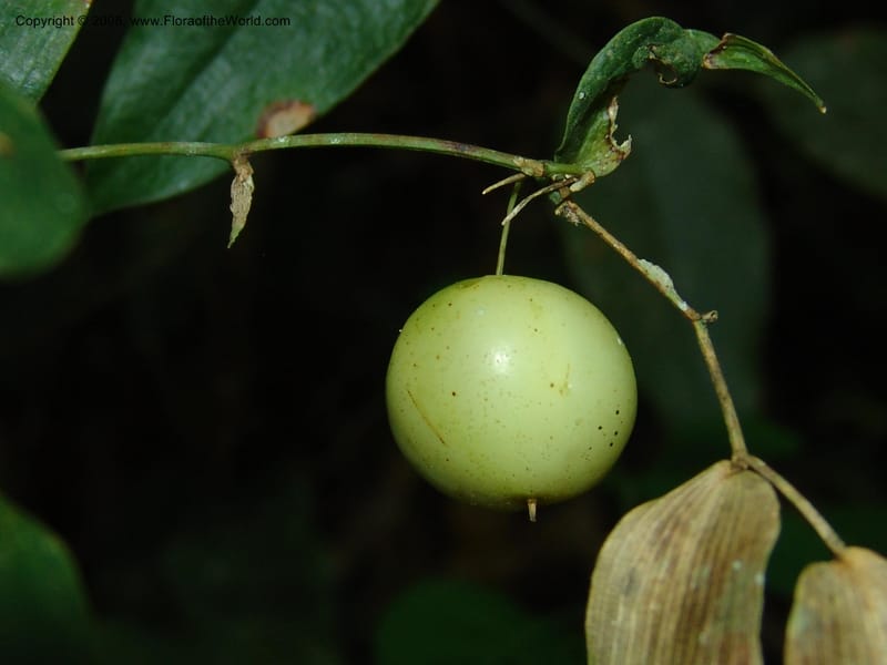 Behnia reticulata--So.Africa. E. Cape. Maitland Nat.Res. 5 Mch 05. 033.jpg