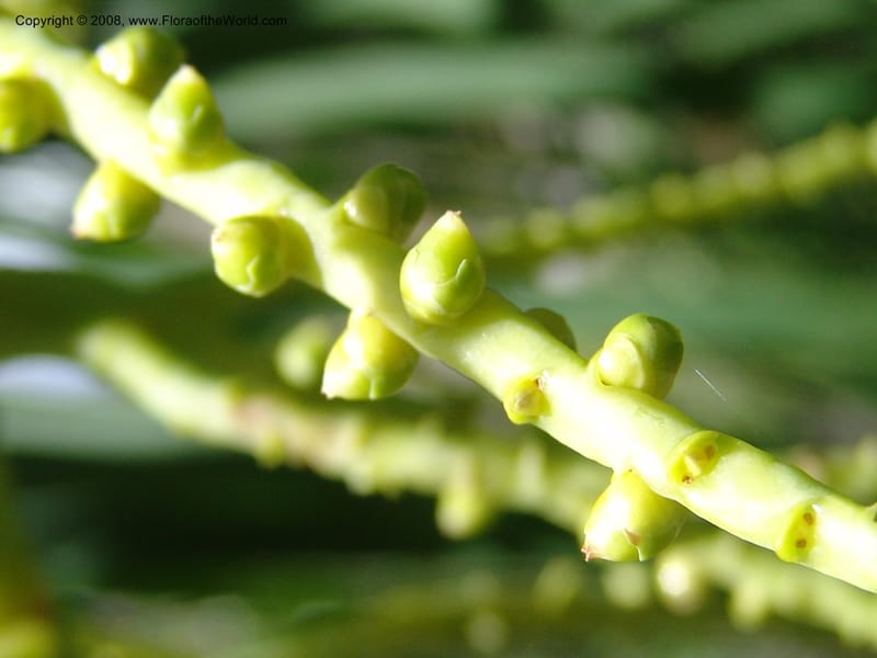Dypsis, not coll.--Madag. Prov. Fianar. Parc Nat. Isalo. 12 Jan 06. 262.jpg