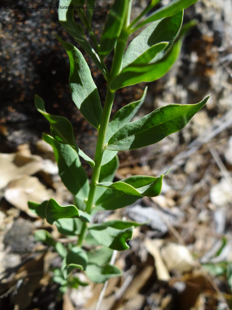 Comandra umbellata, Davidson, C 11942--AZ. Yavapai Co. Crown King Rd. 7 May 2012. DSC0894 1 (81).JPG