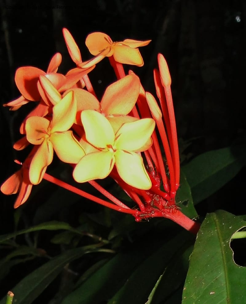 Ixora, Regalado 1907--Viet Nam. Hon Ba Nature Res. 12 May 2011. 359.jpg