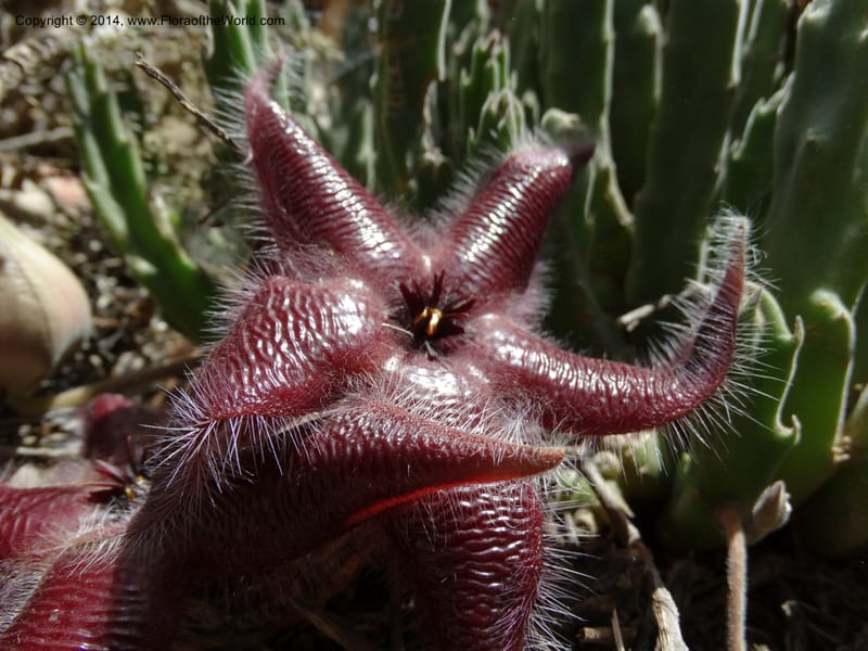 Stapelia hirsuta, Davidson, C 12254--South Africa. Western Cape. Swartberg Pass Rd. 19 Jan 2014. DSC00537 (21).JPG