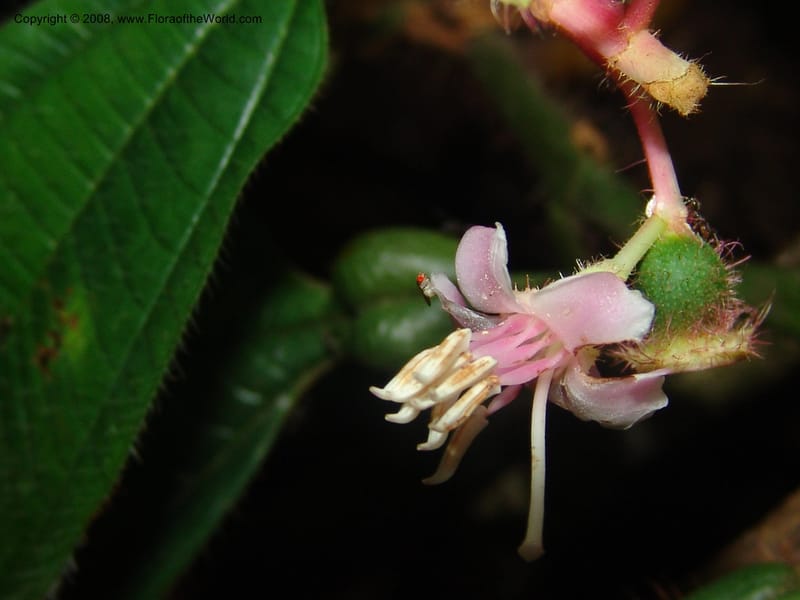 Tococa guianensis, AAraujoM1251--Bolivia. Pq. Nac. Madidi. Chalalan. Send. Anta. 30 Nov 04. 253.jpg
