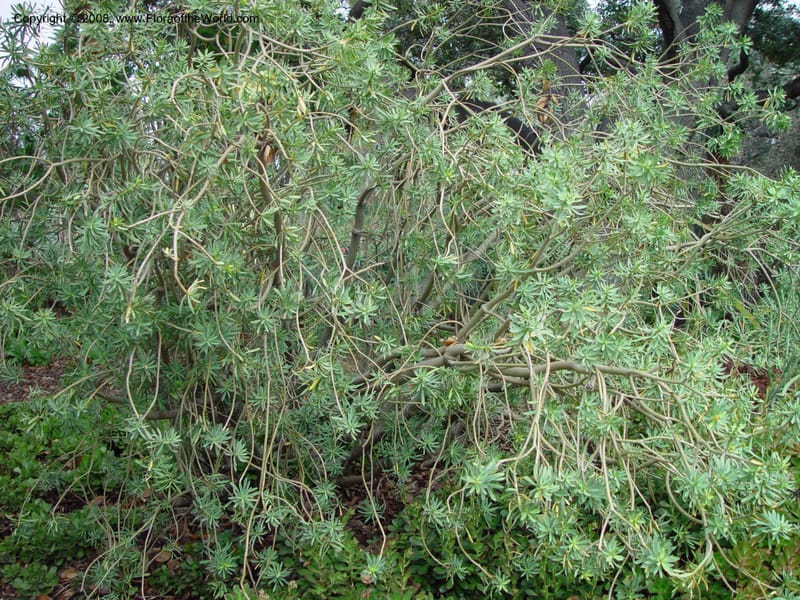 Euphorbia balsamifera, 59749--CA. Huntington Bot. Gard. 14 Feb 03. 101.jpg