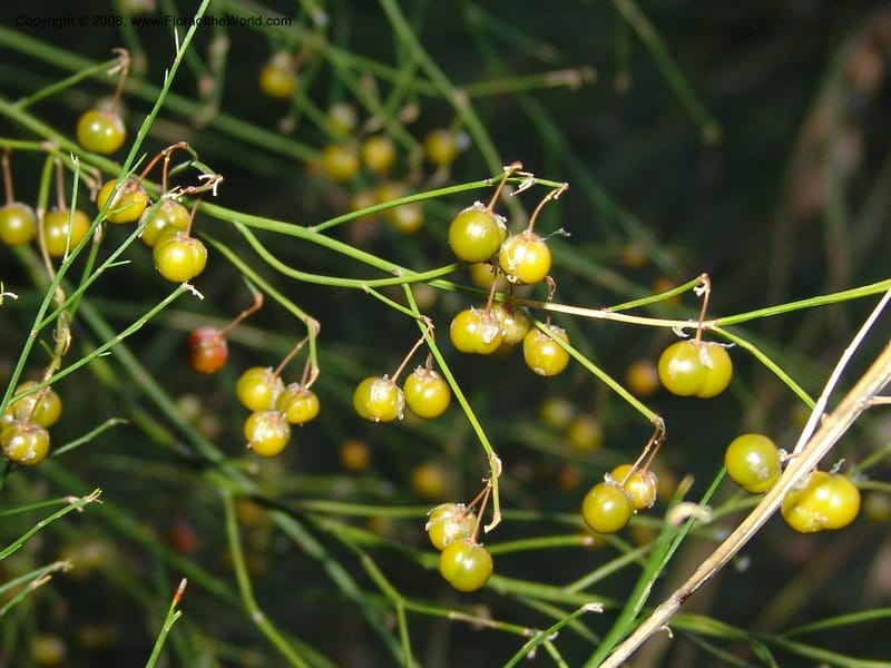 Asparagus virgatus--So.Africa. E. Cape. Joubert's Pass, SE of Lady Gray. 9 Mch 05. 308.jpg