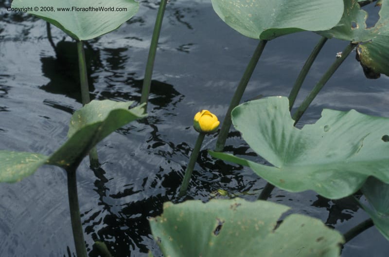 Nuphar advena--FL. Marion Co. Juniper Cr. 29 Jun 93. 001.jpg