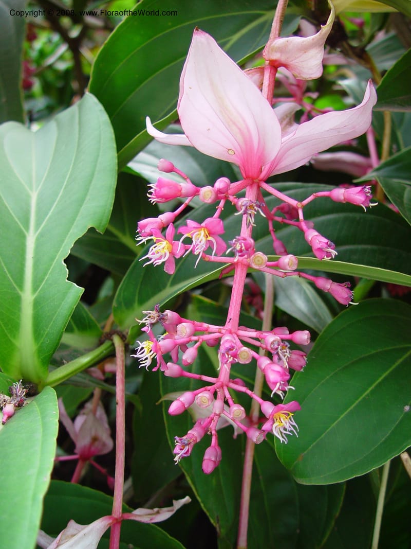 Medinilla magnifica--So. Africa. Durban Botanic Garden. 24 Nov 02. 111.jpg