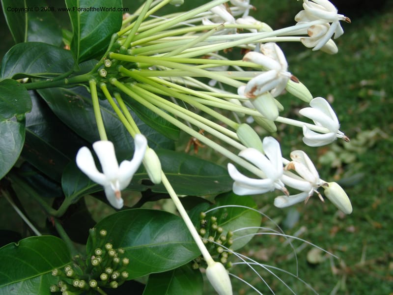 Posoqueria latifolia--So. Africa. Durban Bot. Garden. 14 Mch 05. 199.jpg