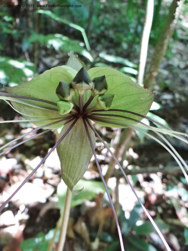 Tacca, VC 5596--Thailand. Ranong Prov. Klong Naka Wildlife Sanctuary. 14 Nov 2012. DSC09055 (145).JPG