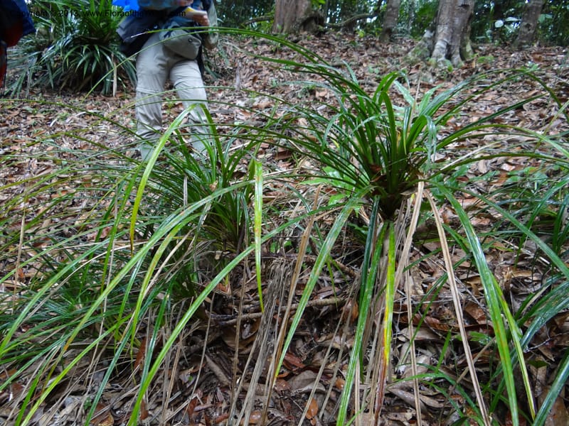 Pandanus dorystigma, Callmander 1000--Sarawak.. Bot. Res. Center, Semengoh. 26 Mar 2012. DSC05403 (2).JPG