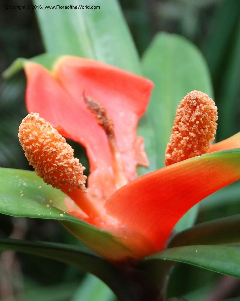 Freycinetia, Davidson, C 12645--Sabah. G. Silam. 1 Oct 2014. DSC00937 (44).JPG