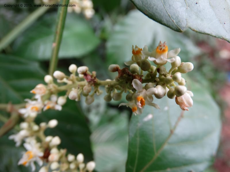Paullinia pinnata, Davidson, C 12387--Cameroon. Bakengili Trail, Mt. Cameroon. 24 Mar 2014. DSC03587 (264).JPG