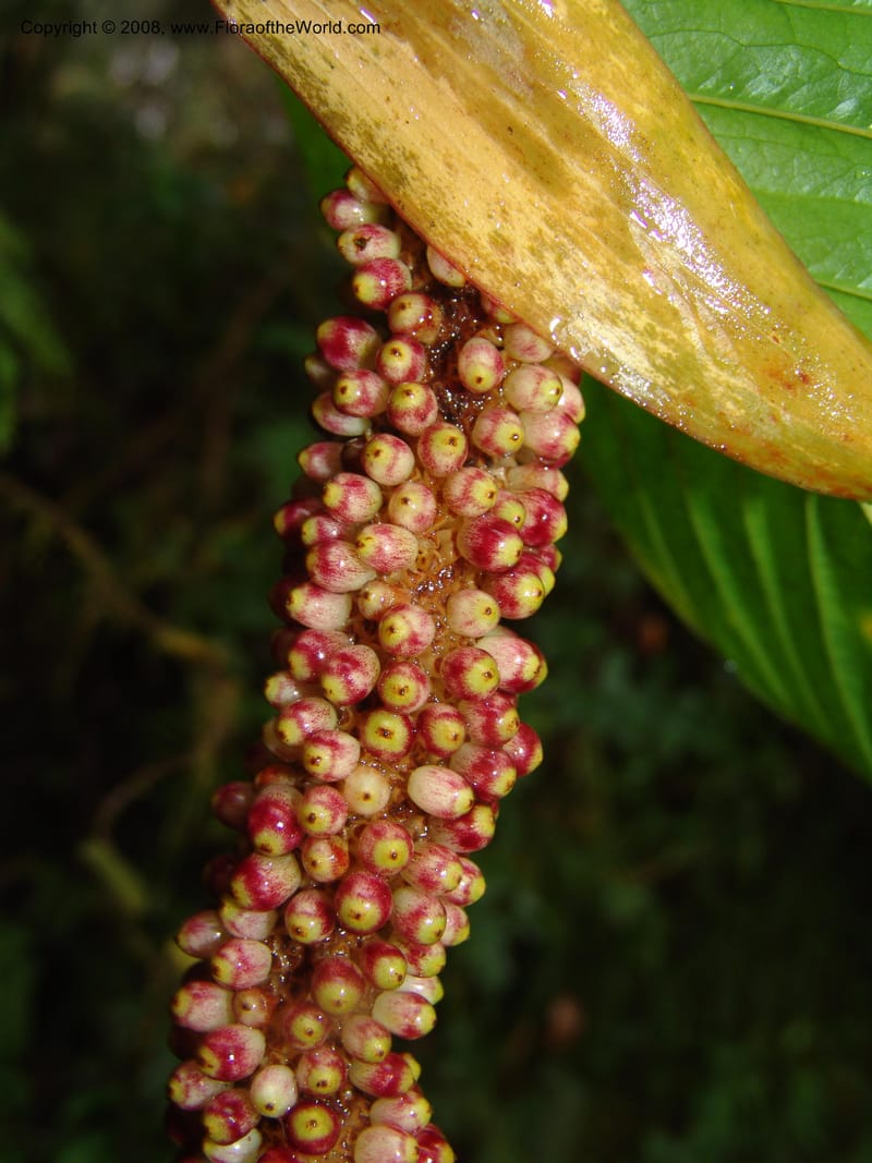 Anthurium longecuspidatum, Croat94384--Ecuador. Res. Bellavista. 9 Feb 05. 099.jpg