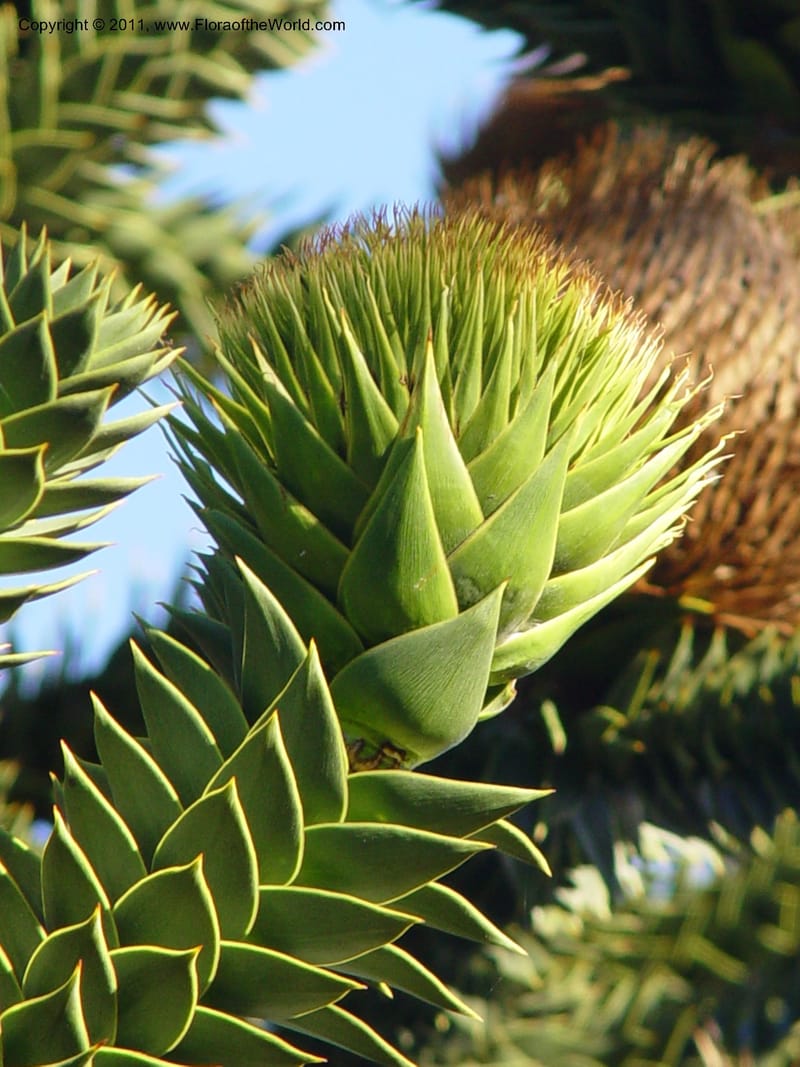 Araucaria araucana, 84.0137--CA. UC Berkeley Bot. Gard. 10 Feb 04. 154.jpg