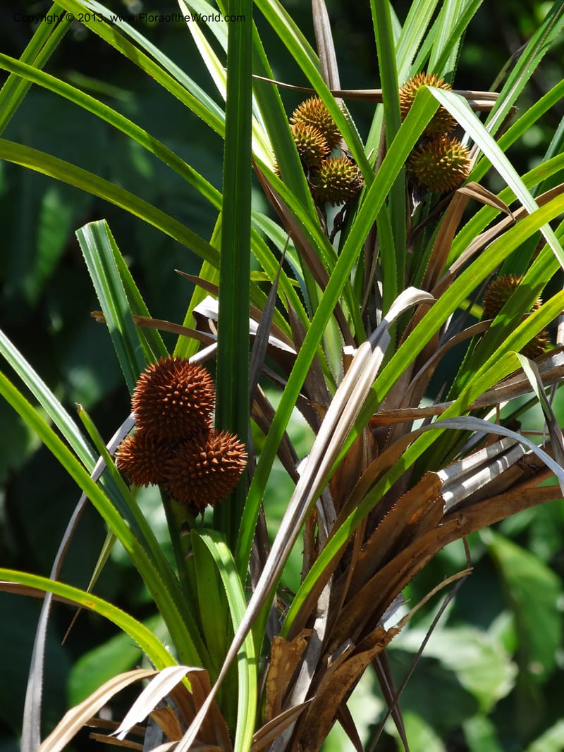 Spiky syncarps nestled among long, strap-like foliage