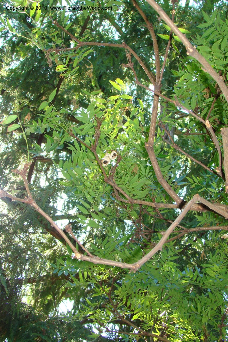 Xanthoceras sorbifolium--France. Paris. Jardin des Plantes. 31 Aug 09. 028 (4).jpg