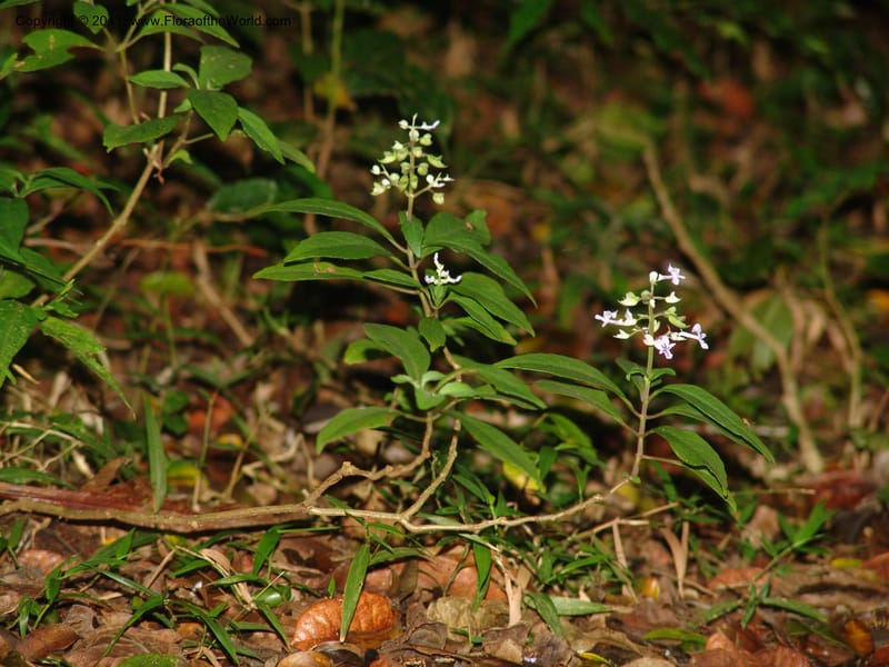 Plectranthus, ROR1600--Madag. Parc Nat. Montagne d'Ambre. 11 Nov 06. 405.jpg