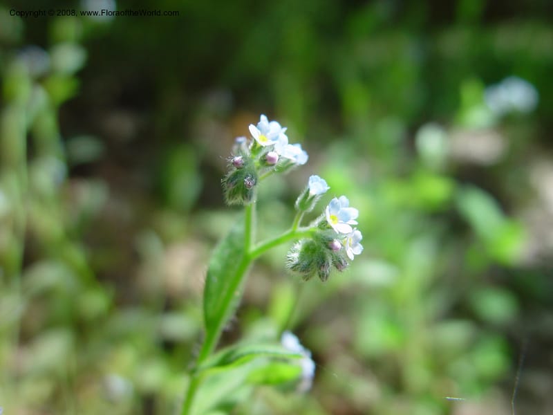Myosotis arvensis--Italy. Abruzzo. Res. Torino di Sangro. 5 May 03. 013.jpg