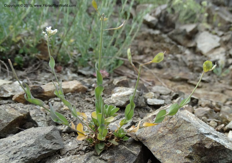 Noccaea fendleri, Davidson, C 12589--ID. Idaho Co. Seven Devils Camp Ground. 15 Jul 2014. DSC00113 (66).JPG