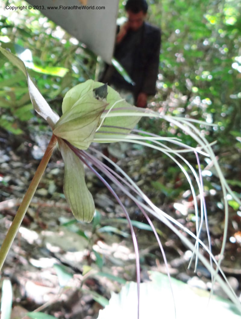 Tacca, VC 5596--Thailand. Ranong Prov. Klong Naka Wildlife Sanctuary. 14 Nov 2012. DSC09055 (148).JPG