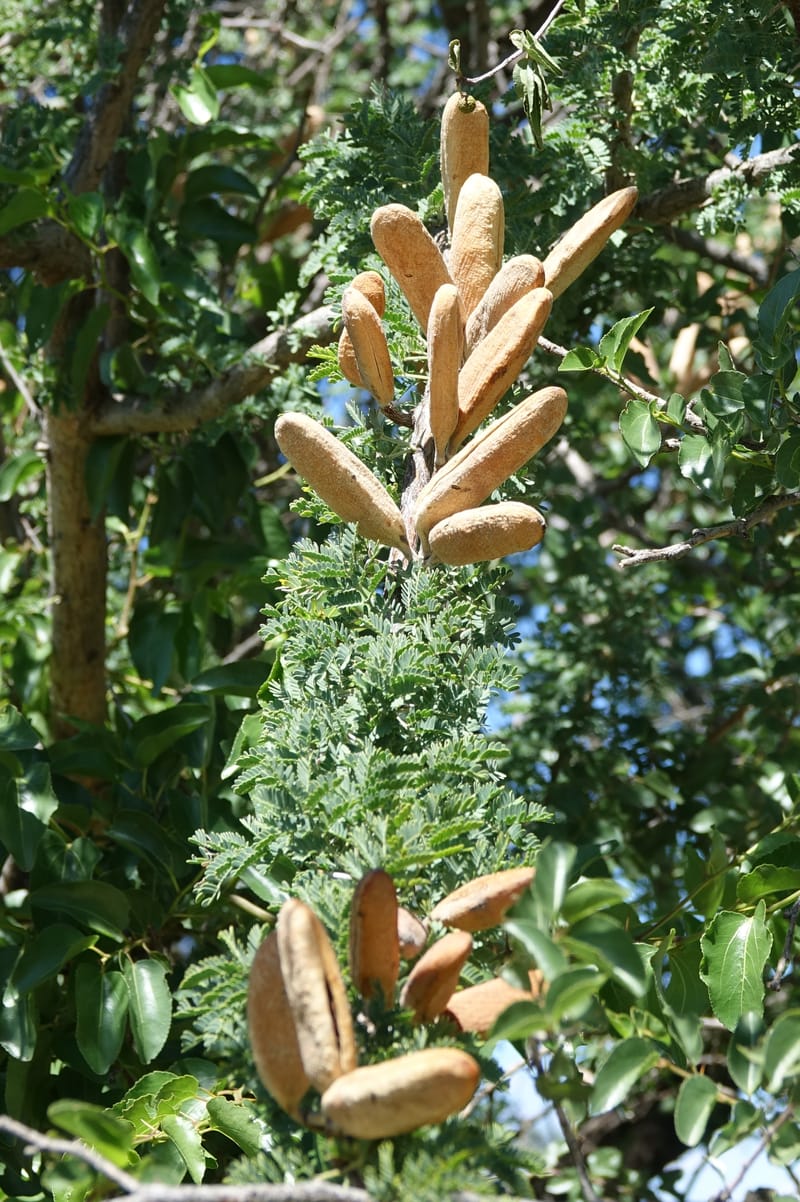 Acacia hebeclada, L. Nanyeni 1229--Namibia. Hwy B1. Odom 59. 25 Mar 2018.DSC03325 (2).JPG