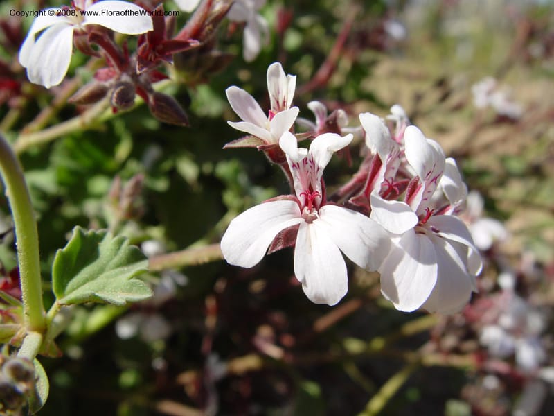 Pelargonium odoratissimum--Spain. Barcelona Botanic Garden. 19 Apr 04. 183.jpg