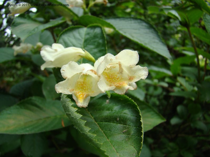 Weigela middendorffiana, 14066-0223-1993--Canada. BC. Univ. BC Bot. Garden. 27 Jul 08. 322.jpg