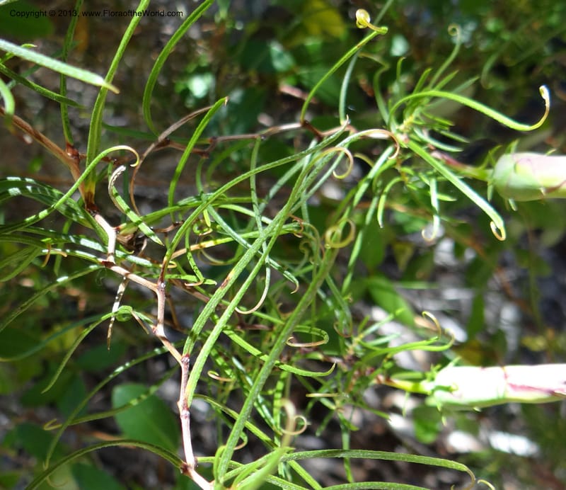 Mutisia subulata, WDS 34061--Chile. Reserva Tanume. 14 Feb 2013. DSC00747 (81).JPG