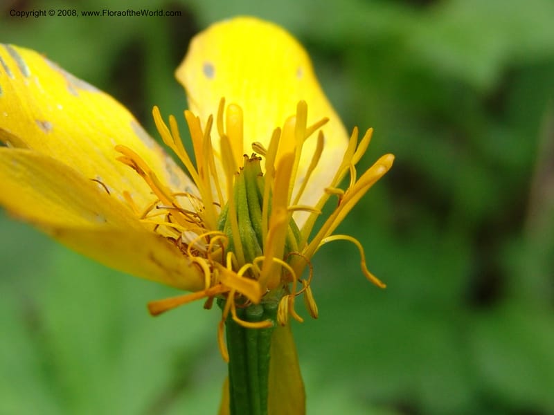 Trollius ranunculinus--Georgia. Kazbeki . Trail-road to Sameba Church. 2 Jun 05. 078.jpg