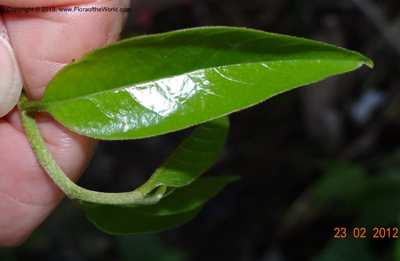 Xylopia sp. unk., Espinosa-Jimenez, J. A 1174--Mexico, Chiapas,Biosfera  El Ocote  23 Feb 2012  3938 (15).JPG