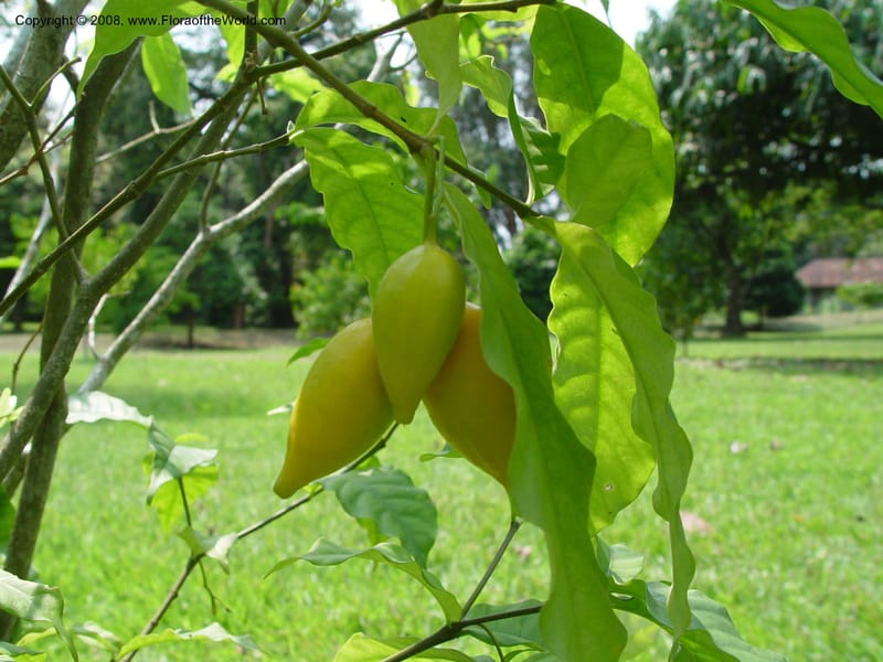 Tabernanthe iboga--Cameroon. Limbe Botanic Garden. 4 Dec 03. 172.jpg