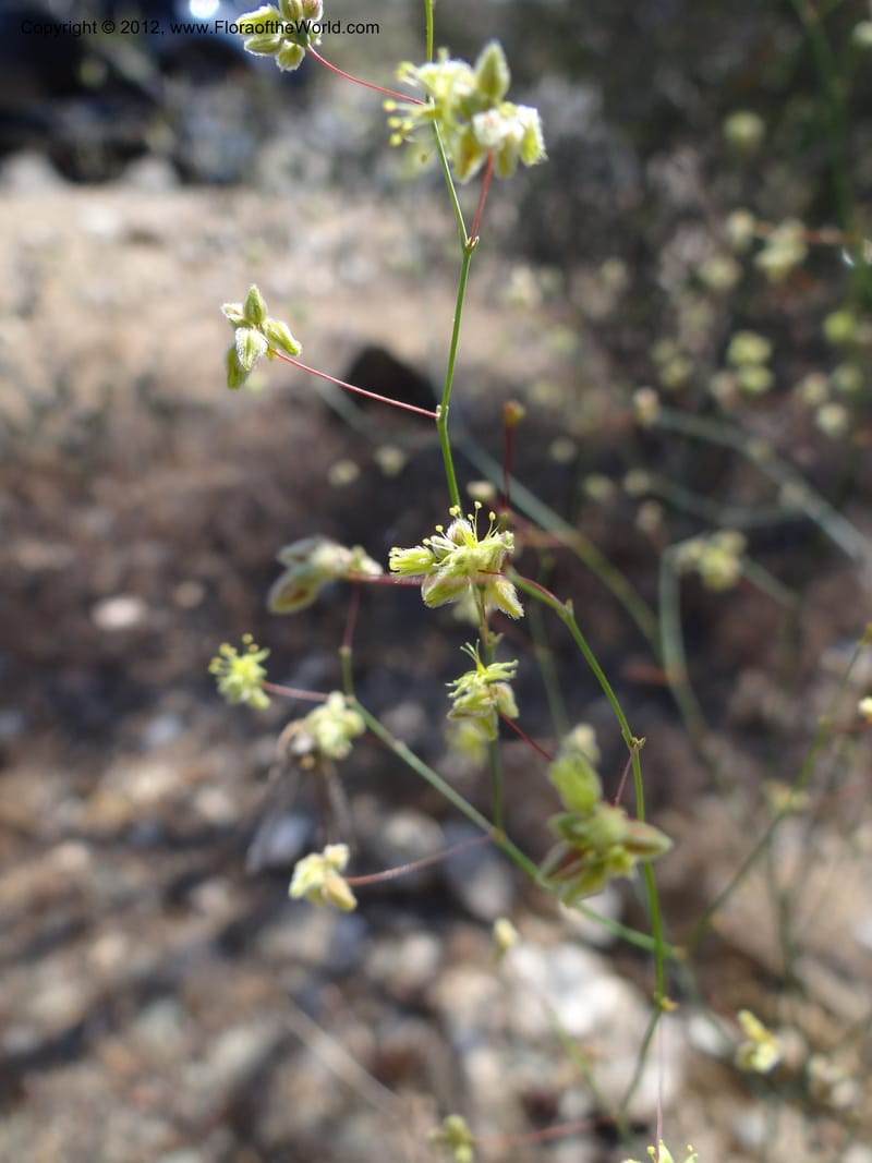 Eriogonum inflatum, Davidson, C 11926--AZ. Yavapai Co. Crown King Rd. 7 May 2012. DSC0894 1 (103).JPG