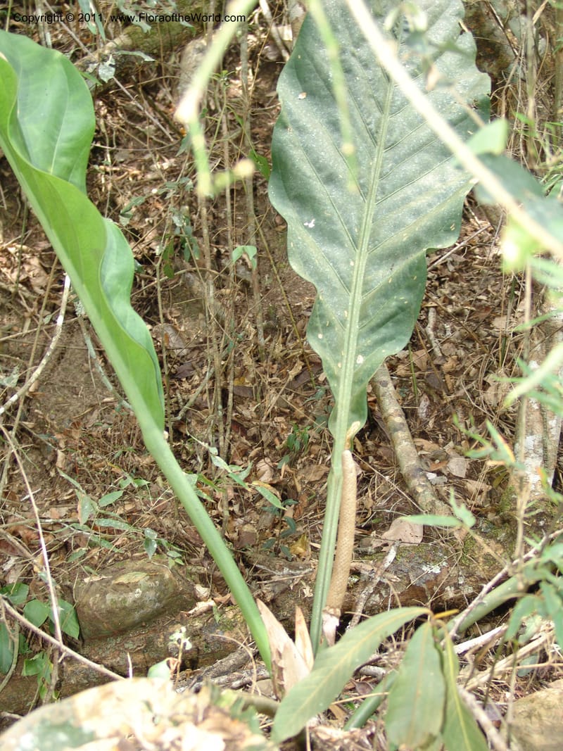 Anthurium plowmanii, AraujoM2908--Bolivia. F. Tamayo. Rio Machariapu. 17 Sep 06. 283 (20).jpg