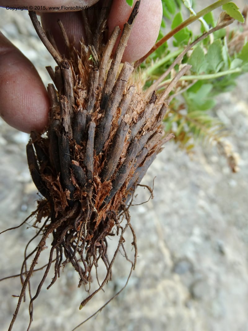 Polystichum scopulinum, Davidson, C 12631--ID. Idaho Co. Seven Devils Campground. 11 Aug 2014. DSC00412 (59).JPG