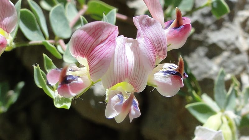 Lotus gebelia, A. G. Miller 133.26--Iraq. Kurdistan. Shakh-i Pira Magun. Gueza Khan. 11 June 2010. 263 (7).jpg