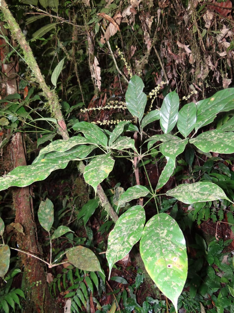 Schefflera bipalmatifolia, SAN.153212--Malaysia, Sabah. Mt. Kinabalu. 5 Apr 2012. DSC06767 (116).JPG
