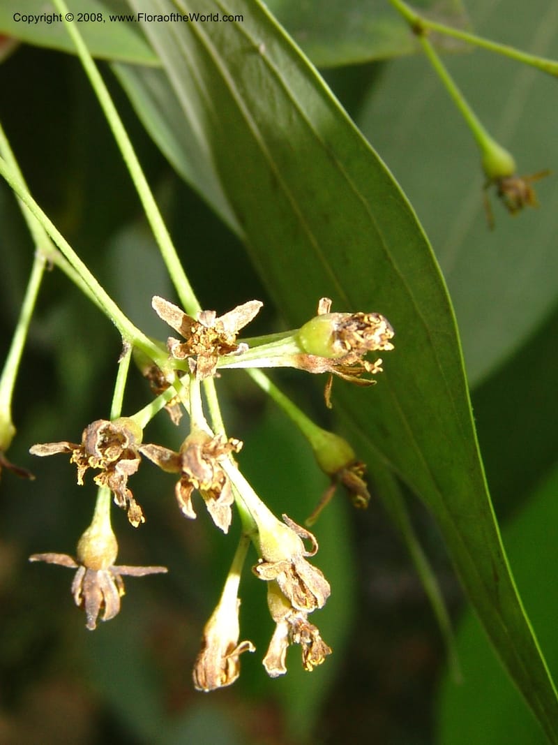 Cinnamomum jensenianum, 040920901--China. Hubei. Wuhan Botanical Garden. 24 Apr 07. 223.jpg