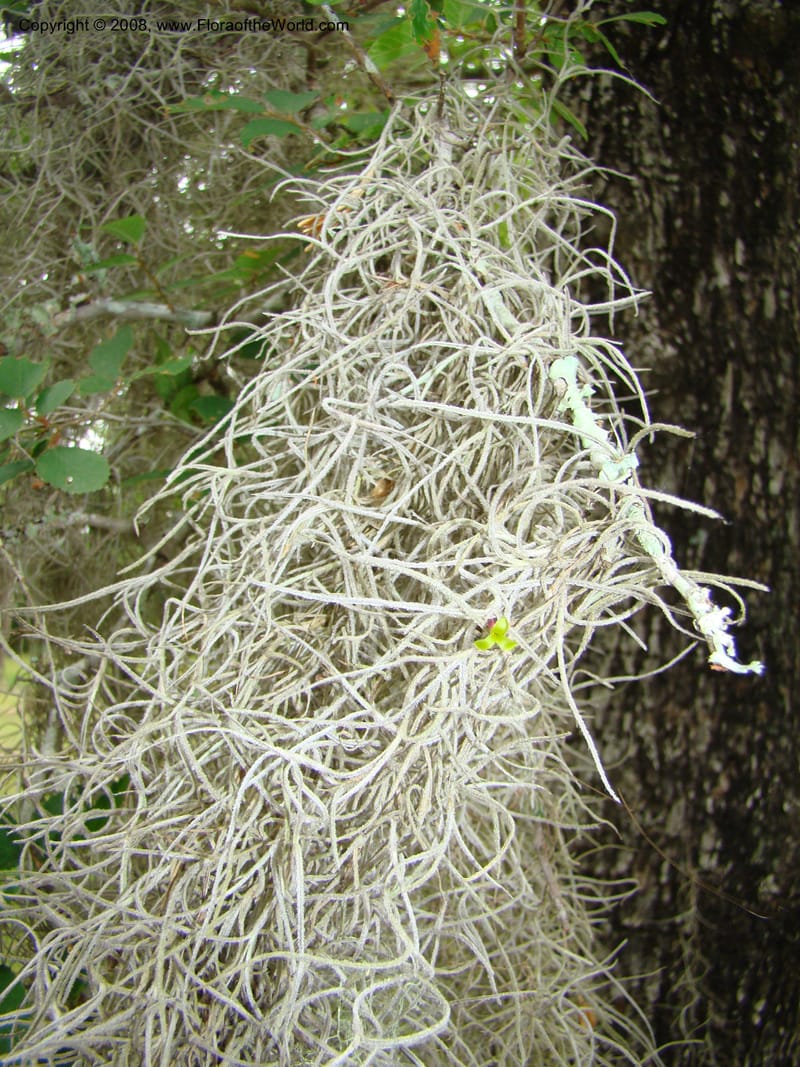 Tillandsia usneoides, CDavidson11164--TX. Walker Co. Newport Village Rd. 27 Apr 08. 158.jpg