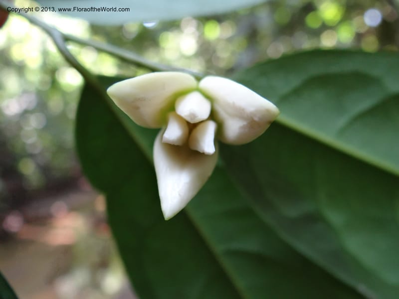 Anaxagorea, VC 5656--Thailand. Trang. Khao Baan Thad. 17 Nov 2012. DSC00079 (57).JPG