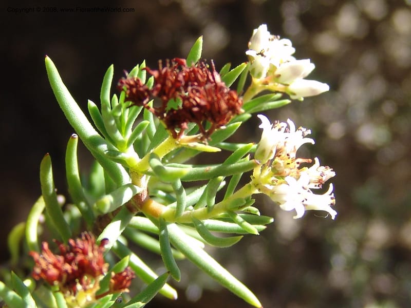 Crassula sarcocaulis--So.Africa. E. Cape. Joubert's Pass, SE of Lady Gray. 9 Mch 05. 113.jpg