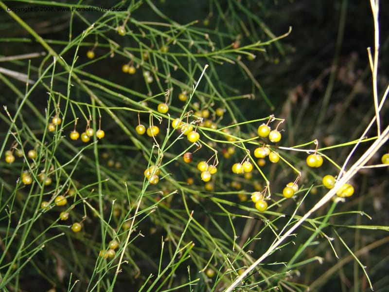 Asparagus virgatus--So.Africa. E. Cape. Joubert's Pass, SE of Lady Gray. 9 Mch 05. 307.jpg