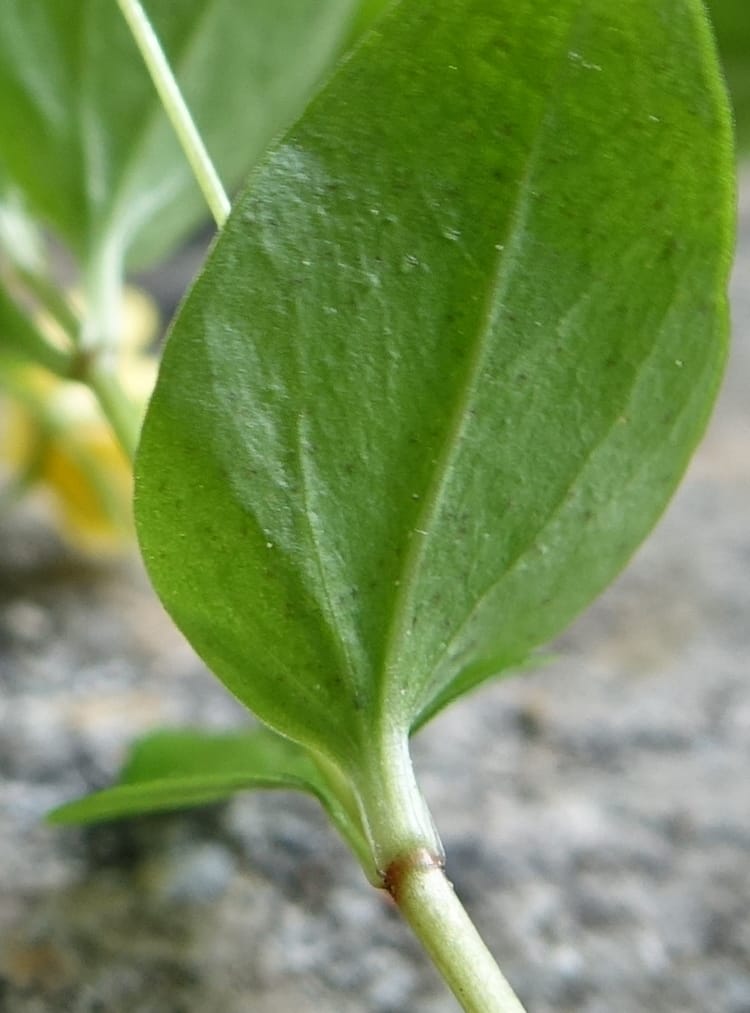 Lysimachia nemorum, Davidson, C 13258--Switzerland. Oberwald. Chapel St. Nikolas. 2 Jul 2016. DSC07728 (546).JPG