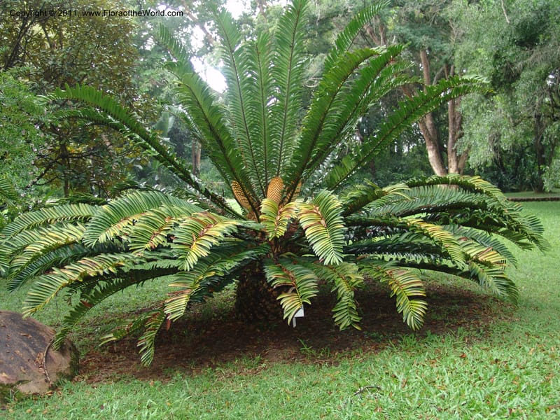 Encephalartos natalensis--So.Africa. Lowveld Nat. Bot. Gard. 14 Mch 05. 018.jpg