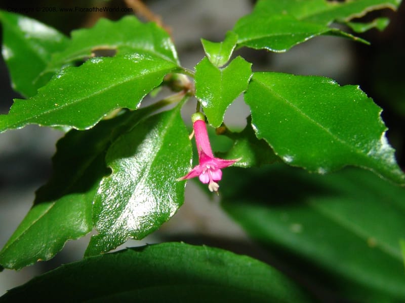 Fuchsia--MX. Chiapas. Trail to El Triunfo Biosphere Pres. 9 Nov 04. 092.jpg