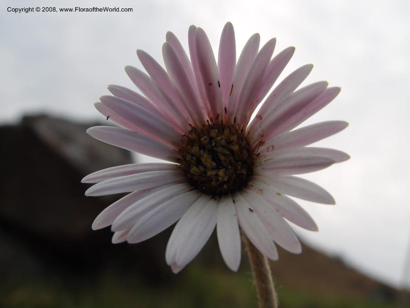 Gerbera ambigua--So. Africa. Drakensberg Mts. Giant's Castle. 4 Oct 03.  042.jpg