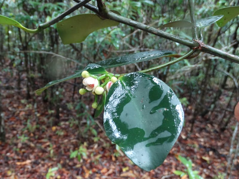 Garcinia, Lowry, P 7407--New Caledonia. Creek Hervouet. 19 Nov 2015. DSC03817 (106).JPG