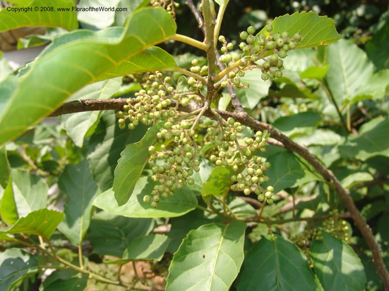 Maesa lanceolata--So.Africa. Mpumal. Buffelskloof Private Nat. Res. 17 Mch 05. 013.jpg
